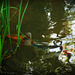 A Koi Pond at Winterthur Gardens