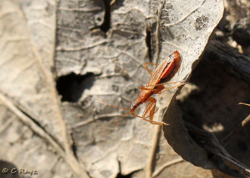 Heath Damselbug