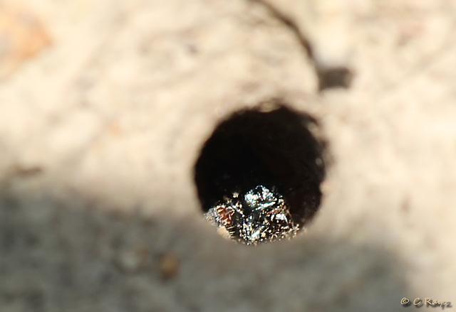 Tiger Beetle Larva