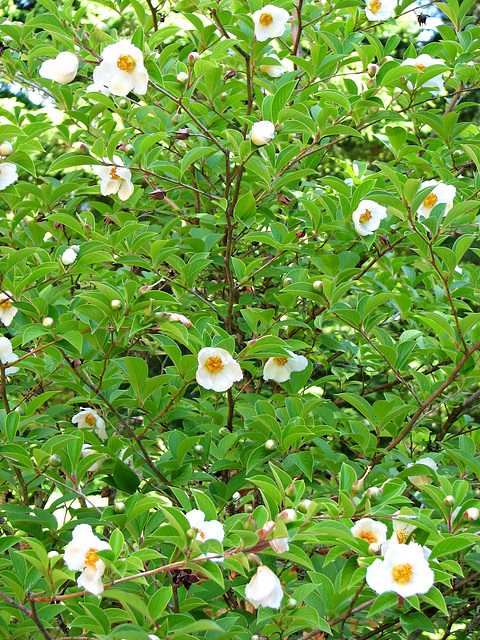 ipernity: Japanese Stewartia in Bloom - by Karen's Place