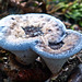 Blue fungus : )