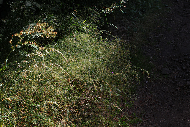 Milium effusum-001