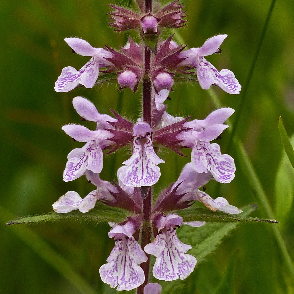 Woundwort / Stachys pilosus