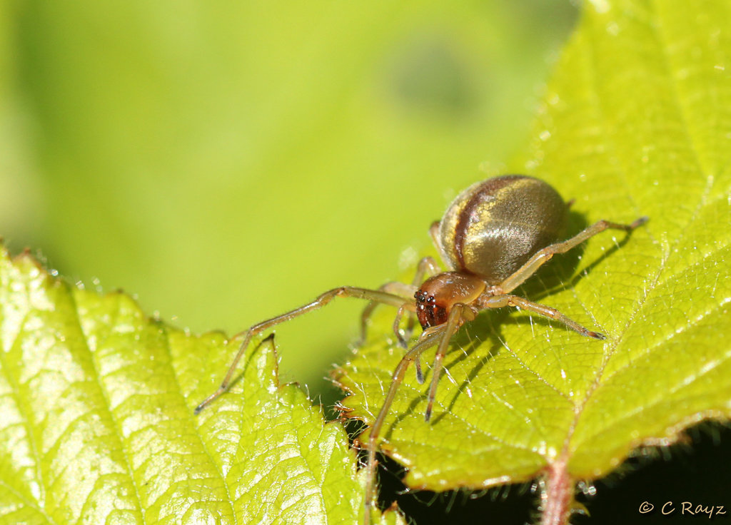 Cheiracanthium erraticum Female