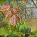 sycamore in spring