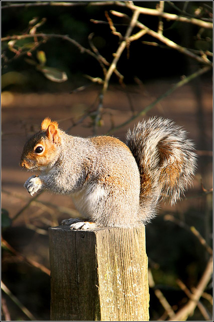 Grey Squirel