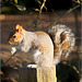 Grey Squirel