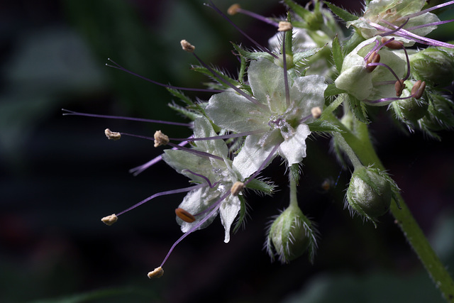 Fendler's Waterleaf