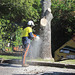 StreetTreeCutting082013 015