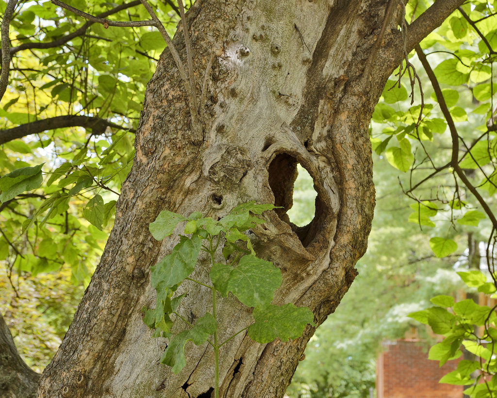 the hollow tree – sarah lawrence college