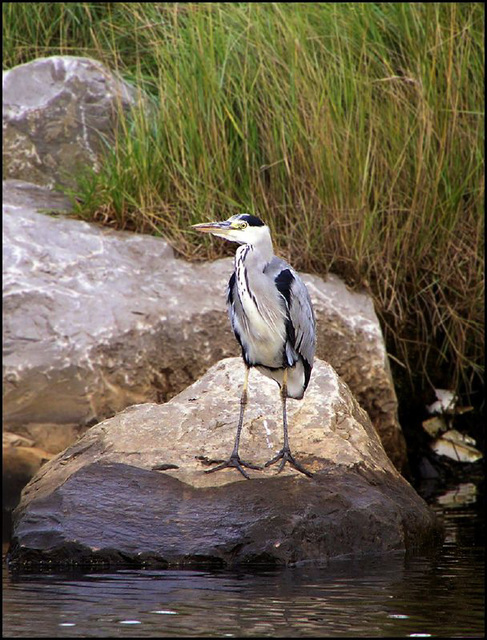 fisherman