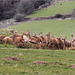 Margam Park stampede!