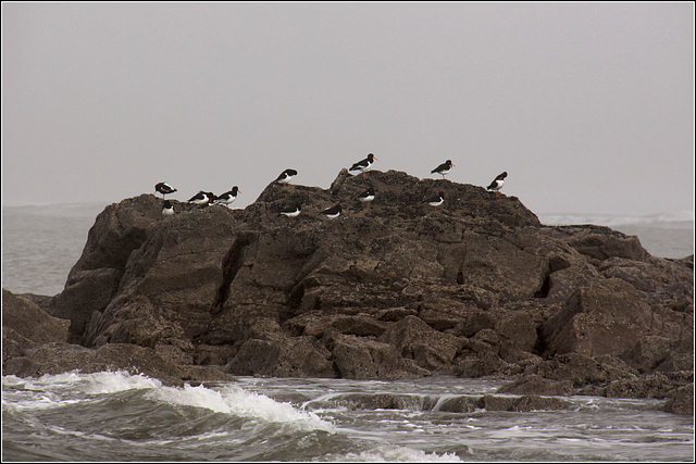 Oystercatchers