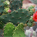 Cactus in bloom