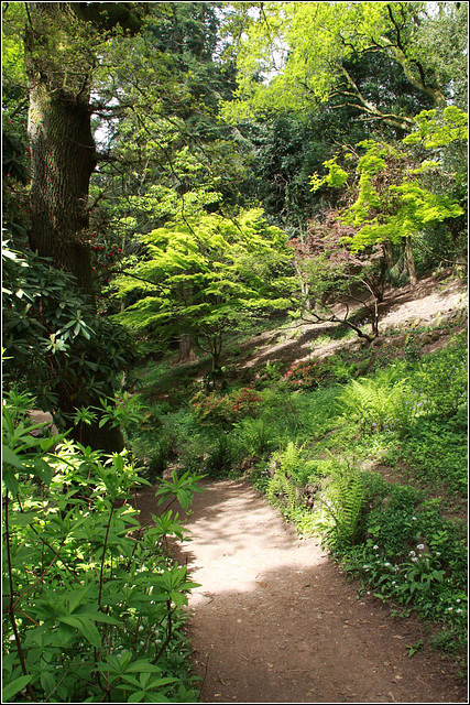Dappled sunlight