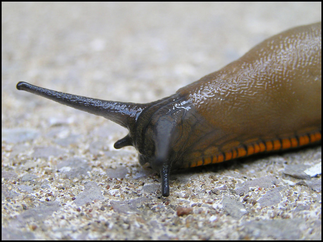 slug it out