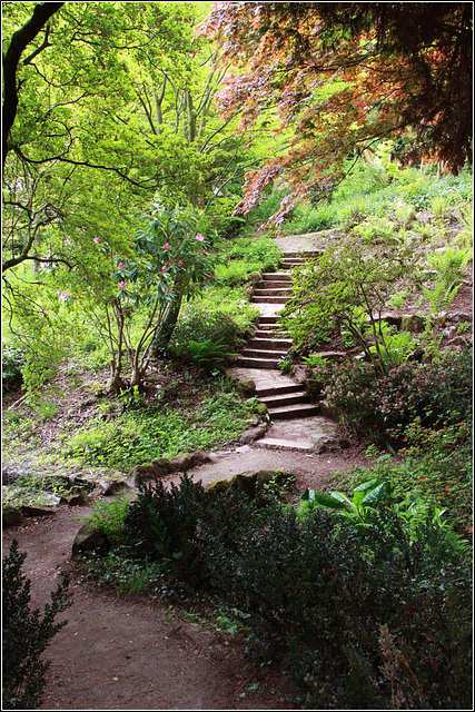 Woodland steps