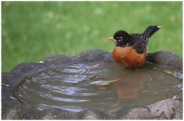 Time for a dip