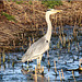 Heron fishing