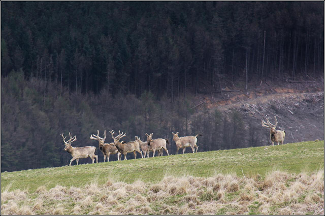 Margam Deer Park