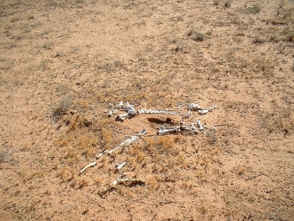 Jersey 223 Tibooburra - Broken Hill