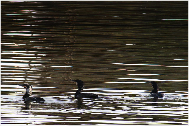 Cormorant trio