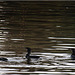 Cormorant trio