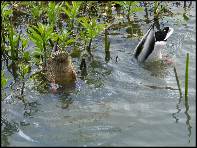 ducks' tails