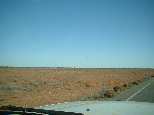 Jersey 225 Tibooburra - Broken Hill