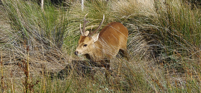 hog deer stag