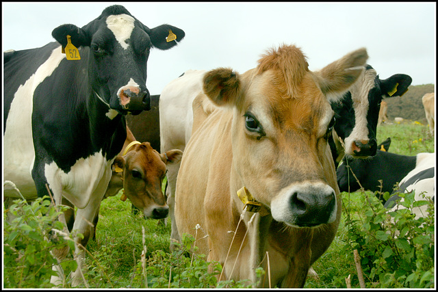 Curious cows