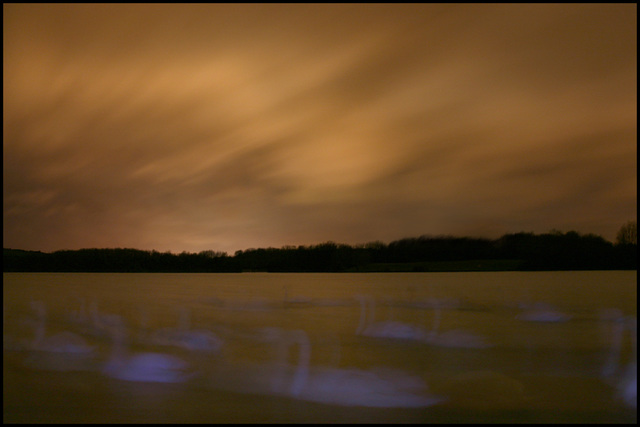 blue swans