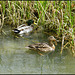 Mr and Mrs Mallard