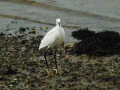 aigrette garzette