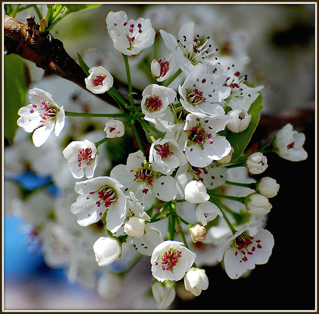 Bradford Pyrus calleryana