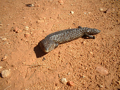 Jersey 269 Cobar - Lake Cargelligo