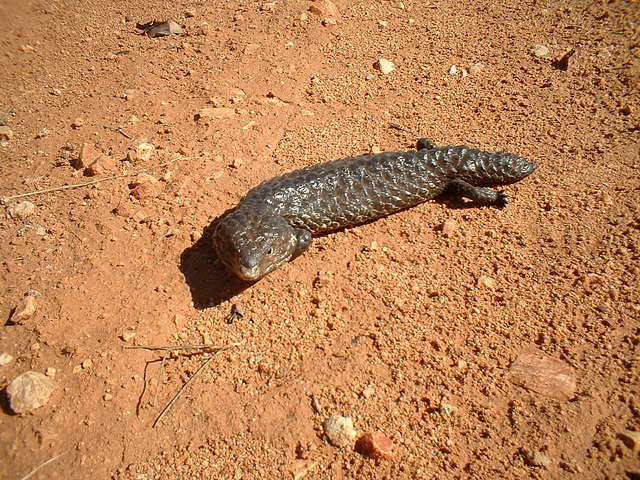 Jersey 269 Cobar - Lake Cargelligo