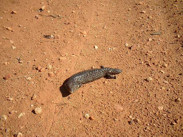 Jersey 270 Cobar - Lake Cargelligo