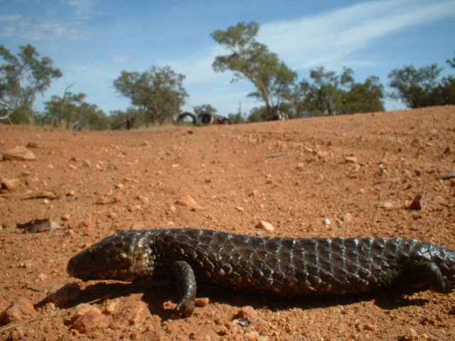 Jersey 272 Cobar - Lake Cargelligo