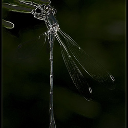 Détournement de Demoiselle