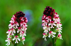 Neotinea ustulata - Orchis brûlé - Burnt orchid