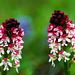 Neotinea ustulata - Orchis brûlé - Burnt orchid