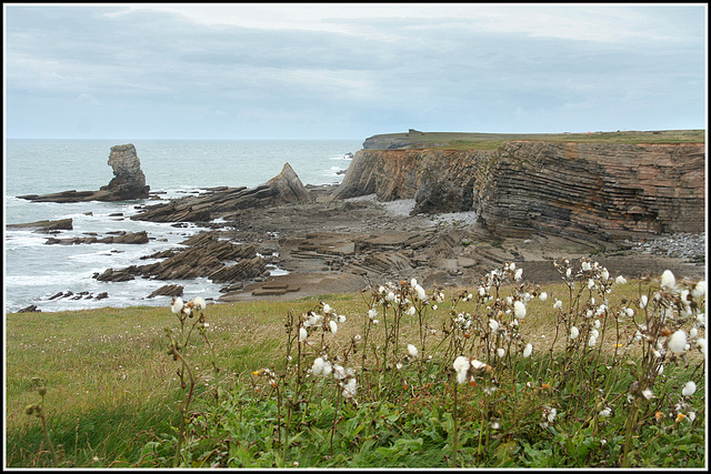 Bog cotton