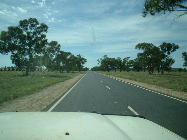 Jersey 287 Condobolin - Parkes