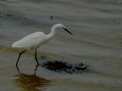 aigrette garzette