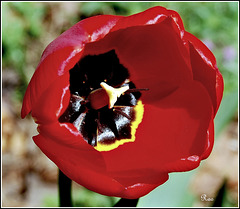 Tulip