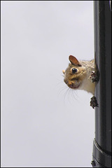 squirrel on the roof!