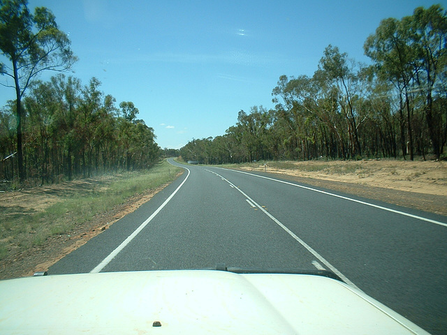 Jersey 300 Coonabarabran - Narrabri