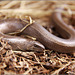 Slow Worm