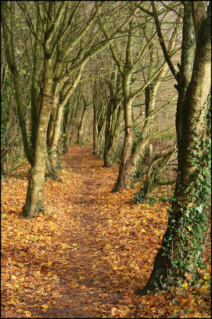 woodland walk